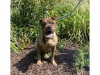Adopt Gabby a Shar Pei / Mixed dog in Kingston, NY (37632172)