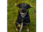 Adopt EUGENE OTTINGER a Terrier (Unknown Type, Medium) / Mixed dog in Redmond