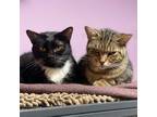 Adopt Sicily bonded with Paris a Domestic Short Hair
