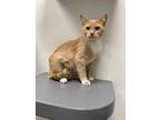 Adopt Maria a Orange or Red Tabby Domestic Shorthair (short coat) cat in Canton
