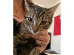 Adopt Cassie a Gray, Blue or Silver Tabby Domestic Shorthair / Mixed (short