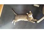Adopt Nina a Brown Tabby Domestic Shorthair / Mixed (short coat) cat in