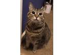 Adopt Little Baby and Little Mama a Brown Tabby Domestic Shorthair / Mixed