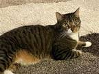 Adopt William a Brown Tabby Domestic Shorthair / Mixed (short coat) cat in