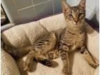 Adopt Garth a Brown Tabby Domestic Shorthair / Mixed (short coat) cat in