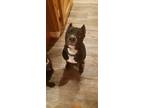 Adopt MAVIS a Black - with White Terrier (Unknown Type, Medium) / Mixed dog in
