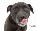 Adopt Cosmo a Black Pit Bull Terrier / Mixed dog in Anniston, AL (31381167)