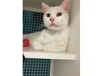 Adopt Casper a White Domestic Shorthair / Mixed (short coat) cat in Land O