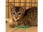 Adopt Antonio a Brown Tabby Domestic Shorthair / Mixed (short coat) cat in Land