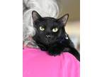 Adopt Cole a All Black Domestic Shorthair / Mixed (short coat) cat in