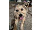 Adopt Ringo a Wheaten Terrier / Giant Schnauzer / Mixed dog in Anaheim