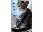 Adopt BANJO a Domestic Shorthair (short coat) cat in Calimesa, CA (37538066)