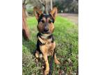 Adopt Kenzie a German Shepherd Dog / Mixed dog in Cupertino, CA (37789295)