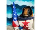 Adopt Jedrick a Guinea Pig small animal in St. Paul, MN (34777351)