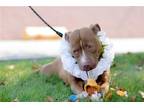 Adopt Envy a Red/Golden/Orange/Chestnut - with White American Staffordshire