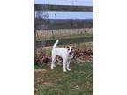 Adopt Beezie a White - with Brown or Chocolate Mixed Breed (Medium) / Mixed dog