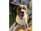 Adopt Colby a White - with Black Pit Bull Terrier / Mixed dog in Culver City