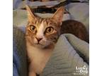 Adopt Menea a Brown Tabby Domestic Shorthair / Mixed (short coat) cat in