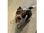 Adopt Hudson a Australian Cattle Dog / Blue Heeler, Terrier