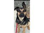 Adopt Maddie a German Shepherd Dog