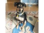 Adopt Rico a Black Mixed Breed (Medium) / Mixed dog in Fairfax Station