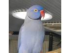 Adopt Desmond a Ringneck bird in Kanab, UT (36913051)