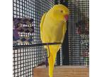 Adopt Petra Rose a Ringneck bird in Kanab, UT (32122710)