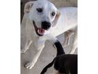 Adopt Todd a White - with Tan, Yellow or Fawn Beagle / Jack Russell Terrier /