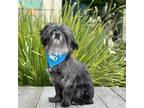 Adopt Kylo Ren a Terrier (Unknown Type, Medium) / Mixed dog in Pacific Grove