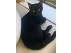 Adopt Zoie a All Black Domestic Shorthair / Mixed (short coat) cat in DFW