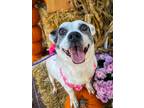 Adopt Harriet a Terrier (Unknown Type, Medium) / Rat Terrier / Mixed dog in