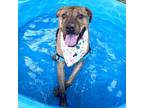 Adopt Mellie Mel a Brown/Chocolate Pit Bull Terrier / Mixed dog in Austin