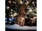 Adopt BeeBee a Chocolate Labrador Retriever, Hound