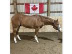 Stunning APHA gelding