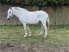 Mare Andalusian Registered