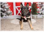 Adopt Mercedes a German Shepherd Dog