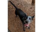 Adopt Minnie a Australian Cattle Dog / Blue Heeler, Mixed Breed