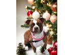 Adopt Piper in N. Prince George VA a Pit Bull Terrier