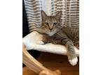 Adopt Noah a Brown Tabby Domestic Shorthair (short coat) cat in Worcester
