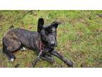 Adopt Minnie a German Shepherd Dog, Black Labrador Retriever