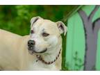 Adopt Ruby a White - with Tan, Yellow or Fawn Carolina Dog / Mixed dog in Brick