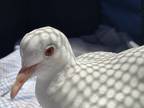 Adopt Percy w/Narwhal a White Pigeon bird in San Francisco, CA (33278231)