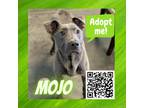 Adopt Mojo a Gray/Silver/Salt & Pepper - with Black Labrador Retriever / Mixed