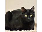 Adopt Starling a Domestic Shorthair / Mixed cat in Pleasant Hill, CA (37601067)