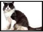 Adopt Sir Sebastain a Domestic Longhair / Mixed cat in Fresno, CA (34411181)
