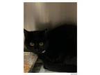 Adopt ESTRELLA a Domestic Shorthair / Mixed cat in Fresno, CA (37748650)