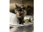 Adopt Snickerss a Domestic Shorthair / Mixed cat in Fresno, CA (37748649)