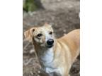 Adopt Softy a Whippet, Retriever