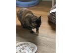 Adopt Tori a Tortoiseshell Domestic Shorthair / Mixed (short coat) cat in Devon