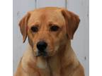 Adopt Pula a Shepherd, Labrador Retriever